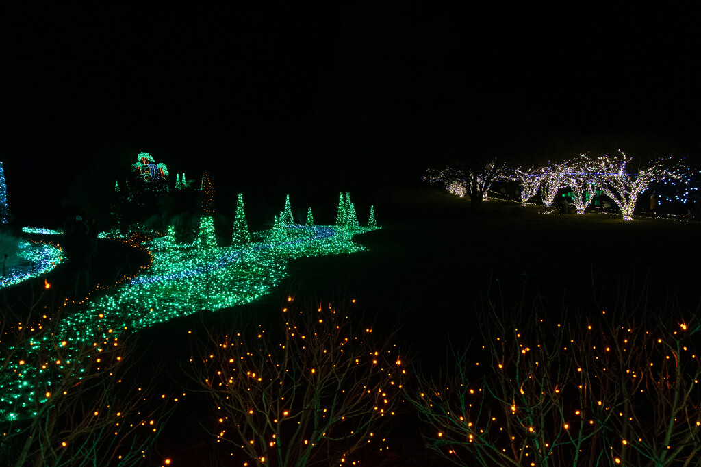 Garden of Lights III by timerskine