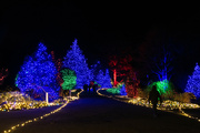 26th Dec 2022 - Garden of Lights IV