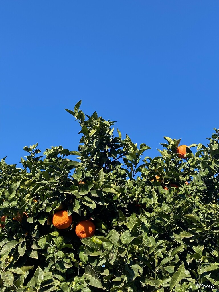 Orange tree by monicac