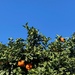Orange tree by monicac