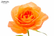 27th Dec 2022 - Orange rose