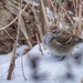 360-365 Tree Sparrow