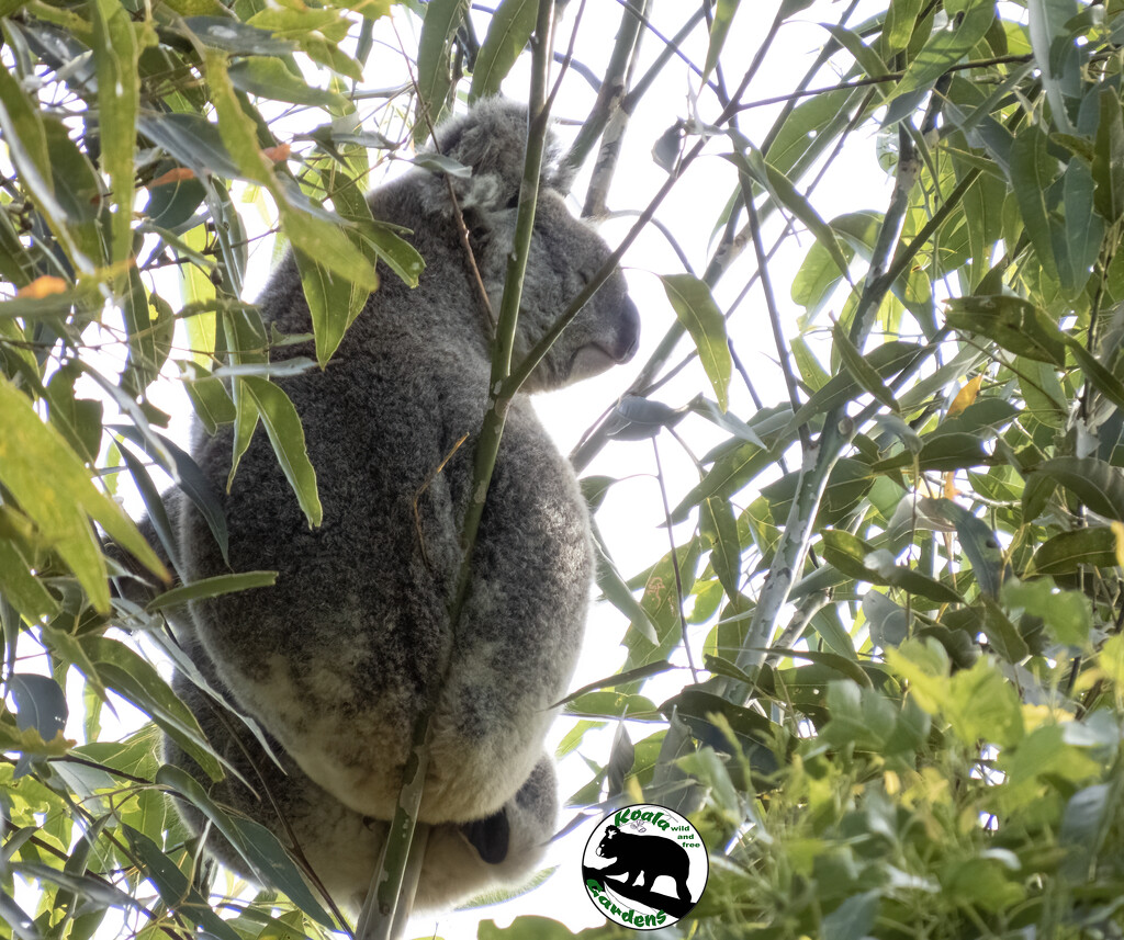 hide behind mum's skirts by koalagardens