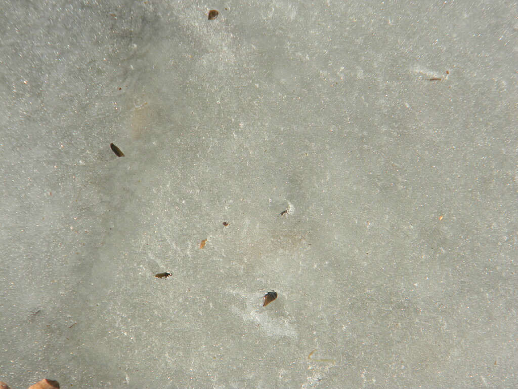 Leftover Ice Closeup  by sfeldphotos