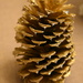 Golden pine cone