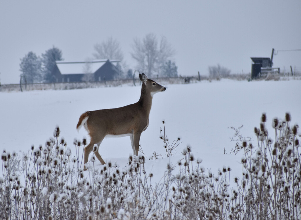 Whitetail In Profile... by bjywamer