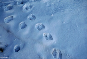 27th Dec 2022 - Tracks in the snow 