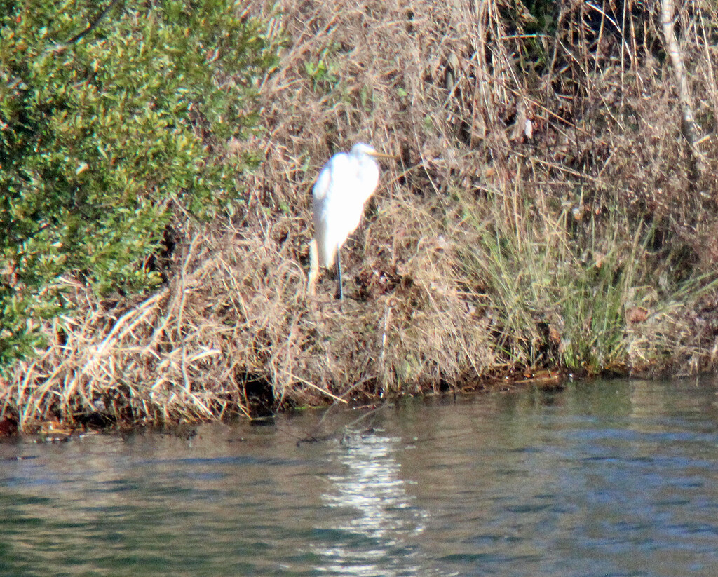 Dec 23 White Egret at 300 yards+ IMG_9633 by georgegailmcdowellcom