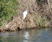 23rd Dec 2022 - Dec 23 White Egret at 300 yards+ IMG_9633