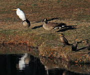 25th Dec 2022 - Dec 25 White Egret Canadians Cormorants IMG_9647