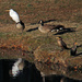 Dec 25 White Egret Canadians Cormorants IMG_9647 by georgegailmcdowellcom