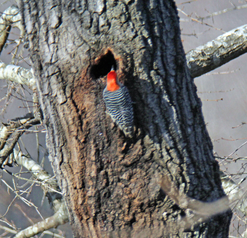 Dec 26 Red Bellied Woodpecker Making New Home IMG_9778A by georgegailmcdowellcom