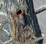 26th Dec 2022 - Dec 26 Red Bellied Woodpecker Making New Home IMG_9778A