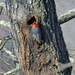 Dec 26 Red Bellied Woodpecker Making New Home IMG_9778A by georgegailmcdowellcom
