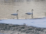 27th Dec 2022 - Winter swans