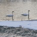 Winter swans by ljmanning