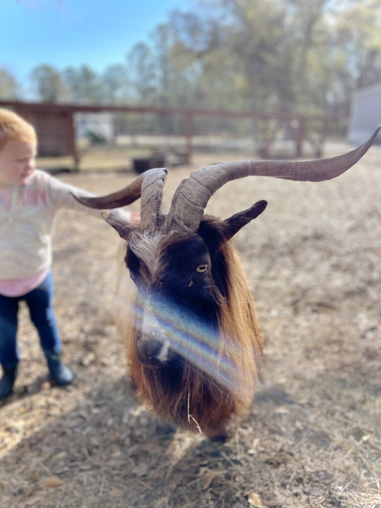 Papa goat by ctclady