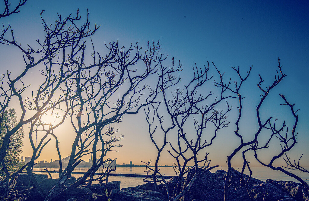 Winter branches by pdulis