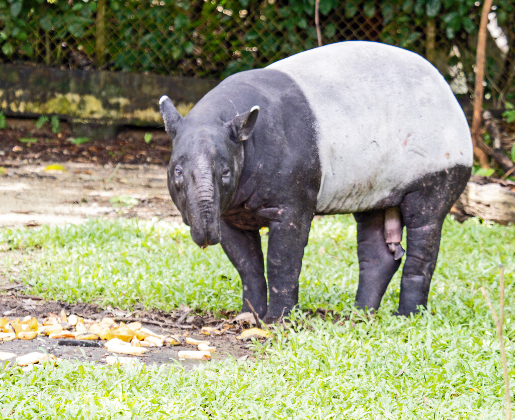 Malaysian Tapir. by ianjb21