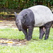 Malaysian Tapir. by ianjb21