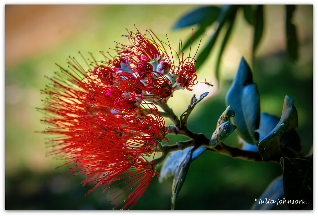 Pohutukawa flower... and bug.. by julzmaioro