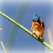  Malachite kingfisher by ludwigsdiana