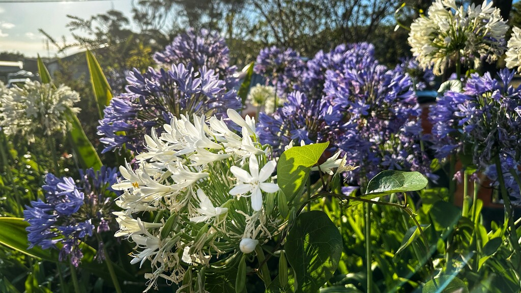 Agapanthus by pusspup