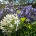 Agapanthus by pusspup