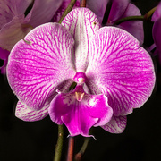 28th Dec 2022 - Orchid