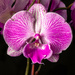 Orchid by briaan