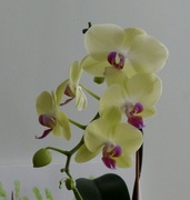 28th Dec 2022 - Everlasting Orchids 