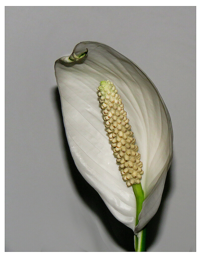 Peace lily. (Best on black) by sdutoit