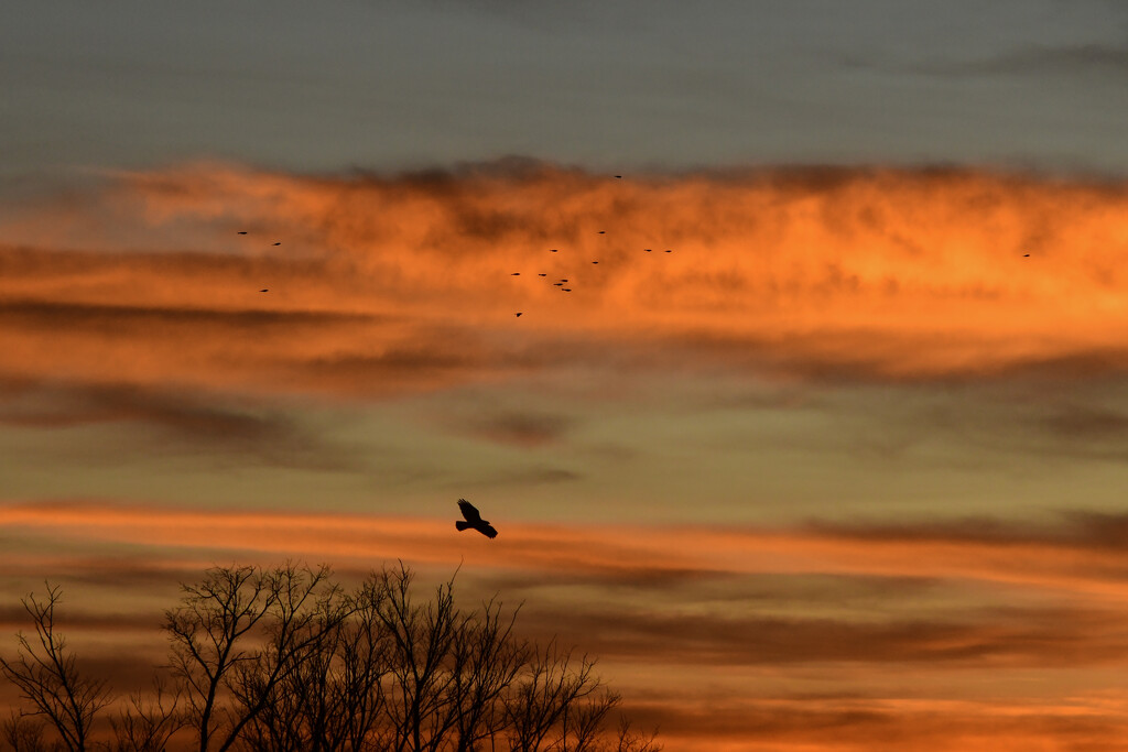 Sunrise Eagle Flight by kareenking