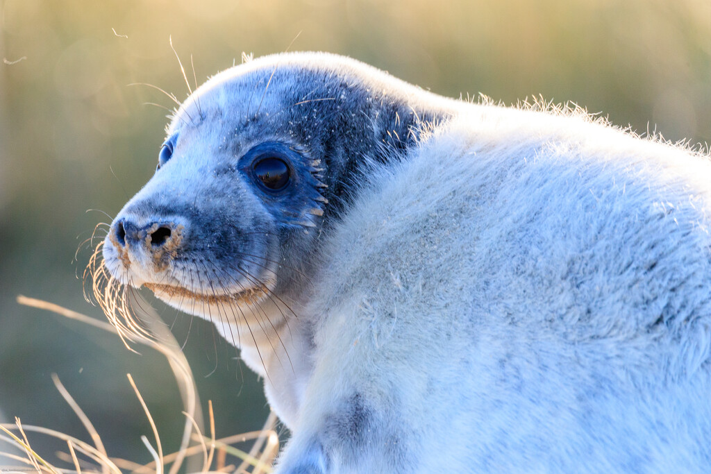 Grey Seal Pup by padlock