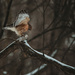 Red Shouldered Hawk  by mistyhammond