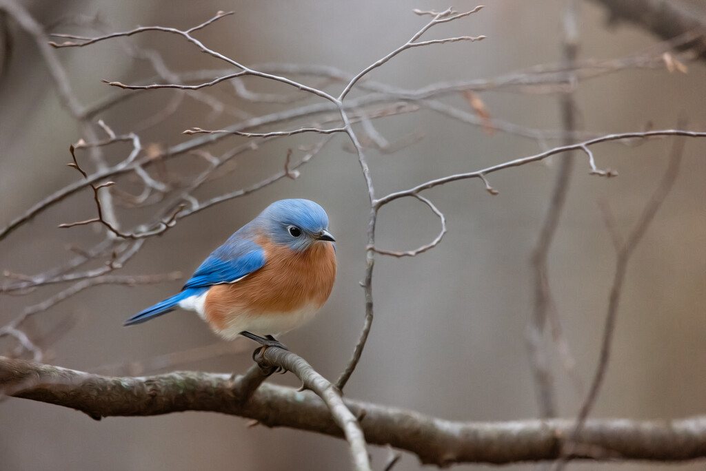 Eastern Blue Bird by mistyhammond