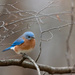 Eastern Blue Bird by mistyhammond