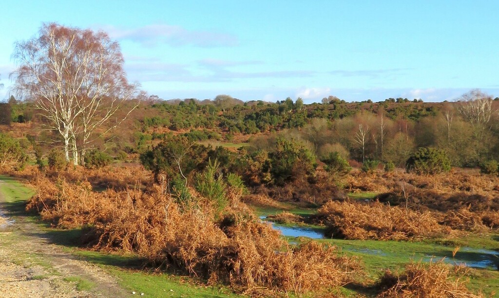Taken in the New Forest on Boxing Day by anitaw