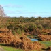 Taken in the New Forest on Boxing Day by anitaw