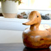 Duck by francoise