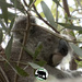 Orion by koalagardens