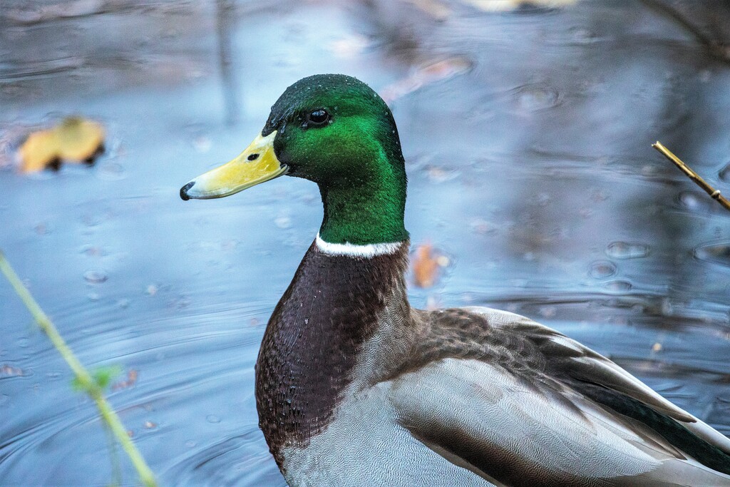 Hatsholme duck by carole_sandford