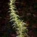 A young sprig of dog fennel... by marlboromaam