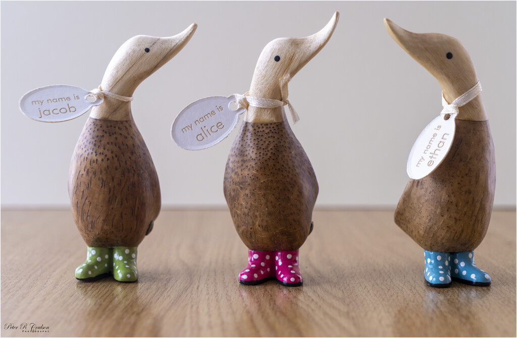 Christmas Quackers by pcoulson