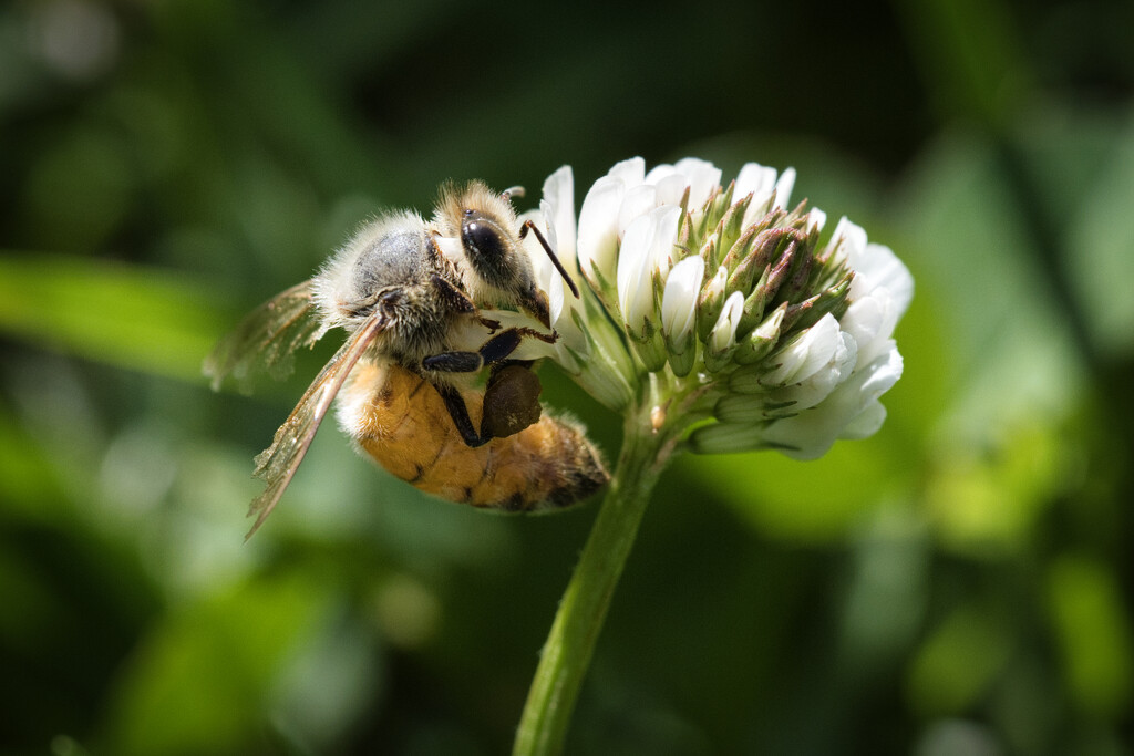 Bee in clover by dkbarnett