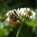 Bee in clover by dkbarnett