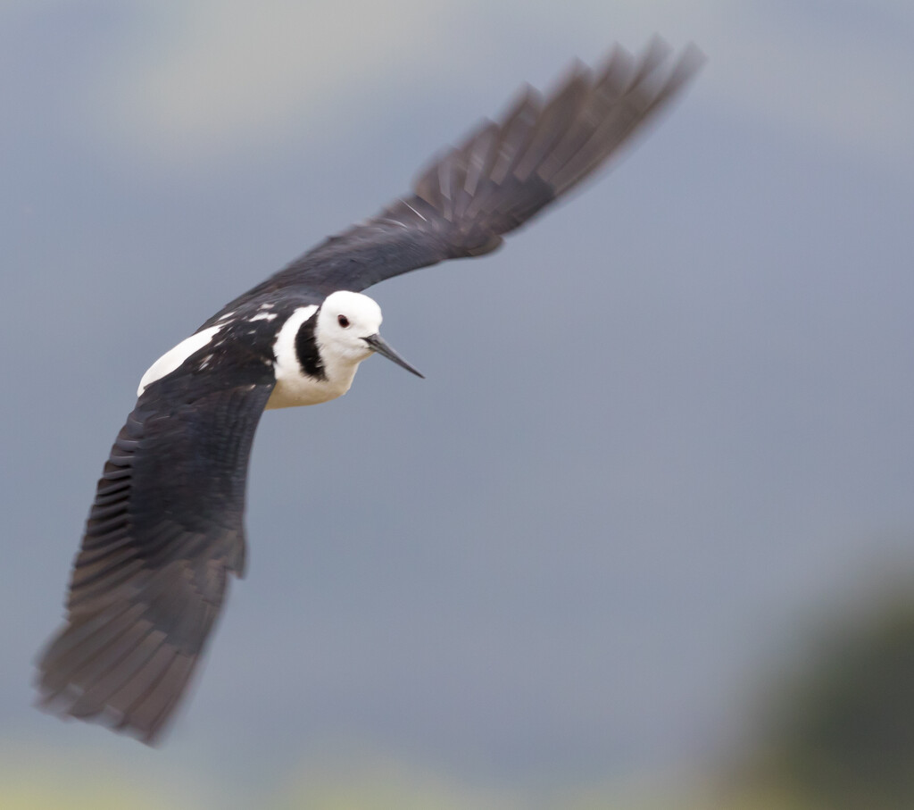 Pied stilt - makes a sharp turn coming into land by creative_shots