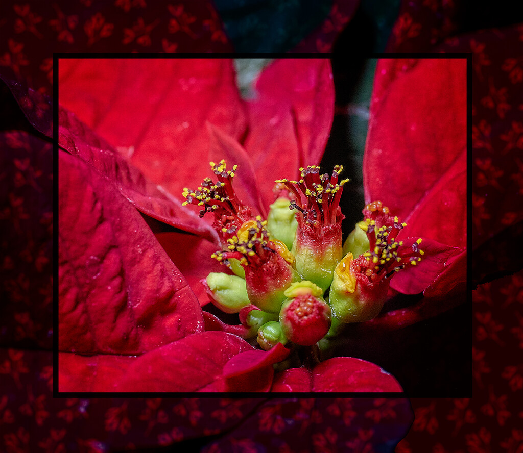 Poinsettia with Frame by gardencat