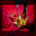 Poinsettia with Frame by gardencat