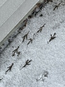 20th Dec 2022 - Bird feet in snow